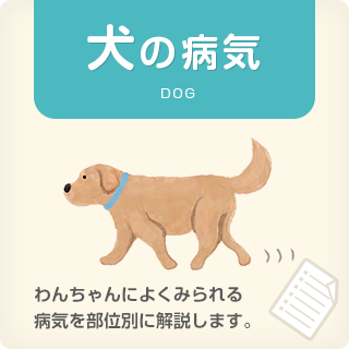 犬の病気 DOG　わんちゃんによくみられる病気を部位別に解説します。