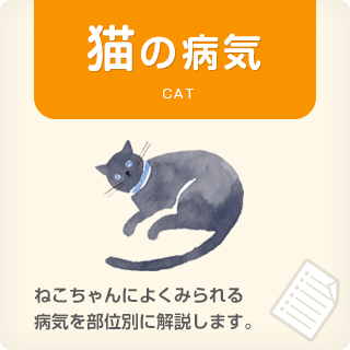 猫の病気 CAT　ねこちゃんによくみられる病気を部位別に解説します。