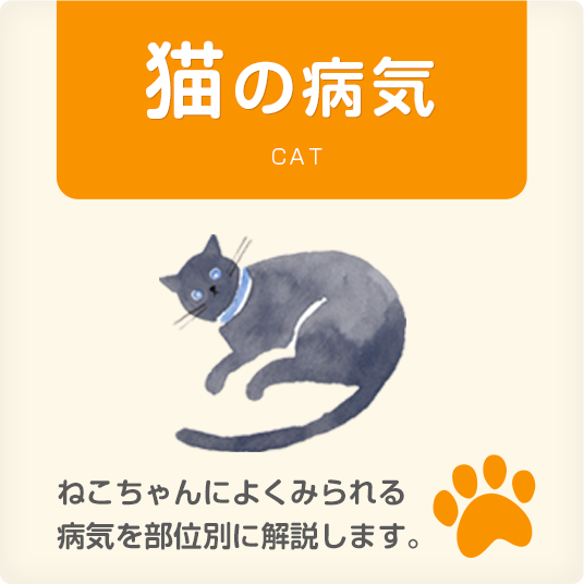 猫の病気 CAT　ねこちゃんによくみられる病気を部位別に解説します。