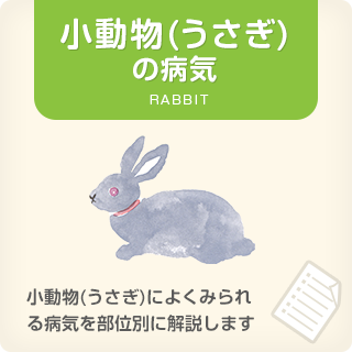 小動物(うさぎ)の病気 RABBIT　小動物(うさぎ)によくみられる病気を部位別に解説します。