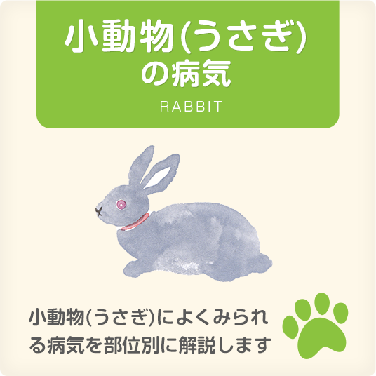 小動物(うさぎ)の病気 RABBIT　小動物(うさぎ)によくみられる病気を部位別に解説します。