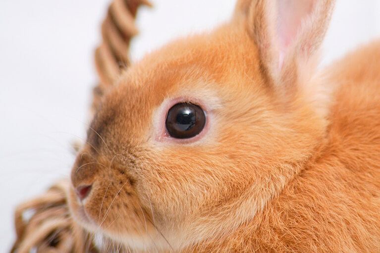 大阪市でうさぎを始めとする小動物の治療は高橋動物病院へ